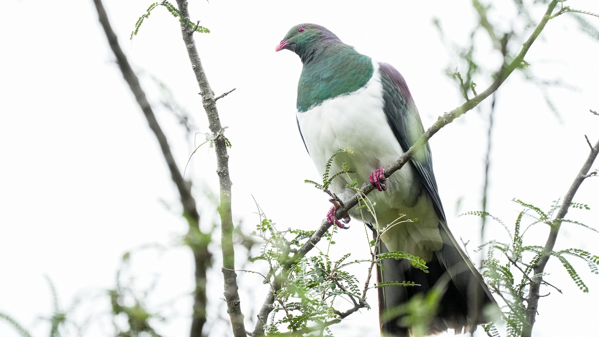New Zealand Pigeon - ML642619497