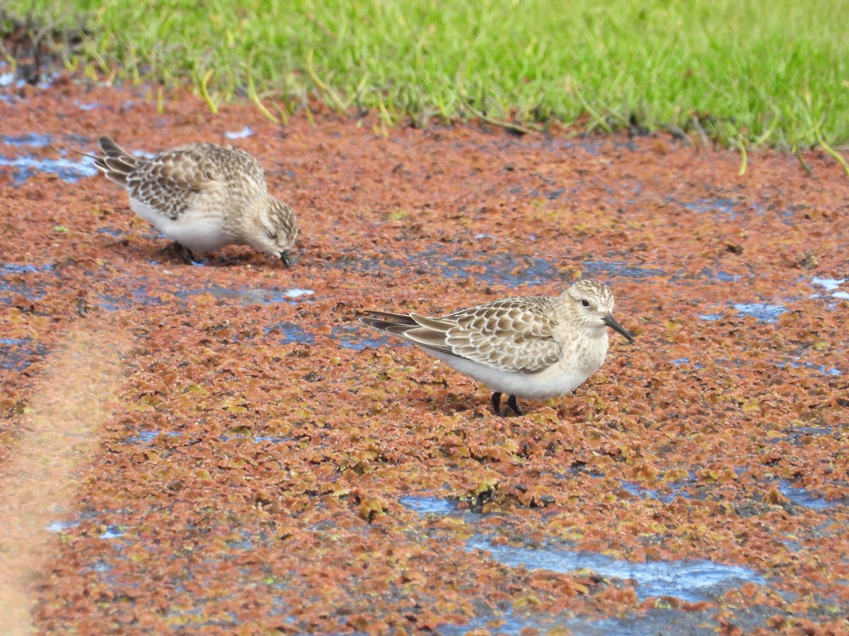 Baird's Sandpiper - ML642619500