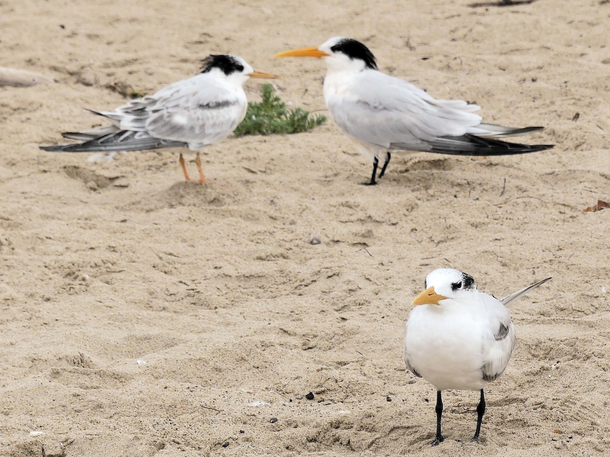 Royal Tern - ML642619501