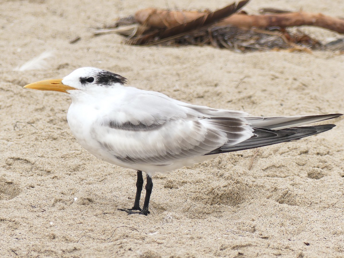 Royal Tern - ML642619502