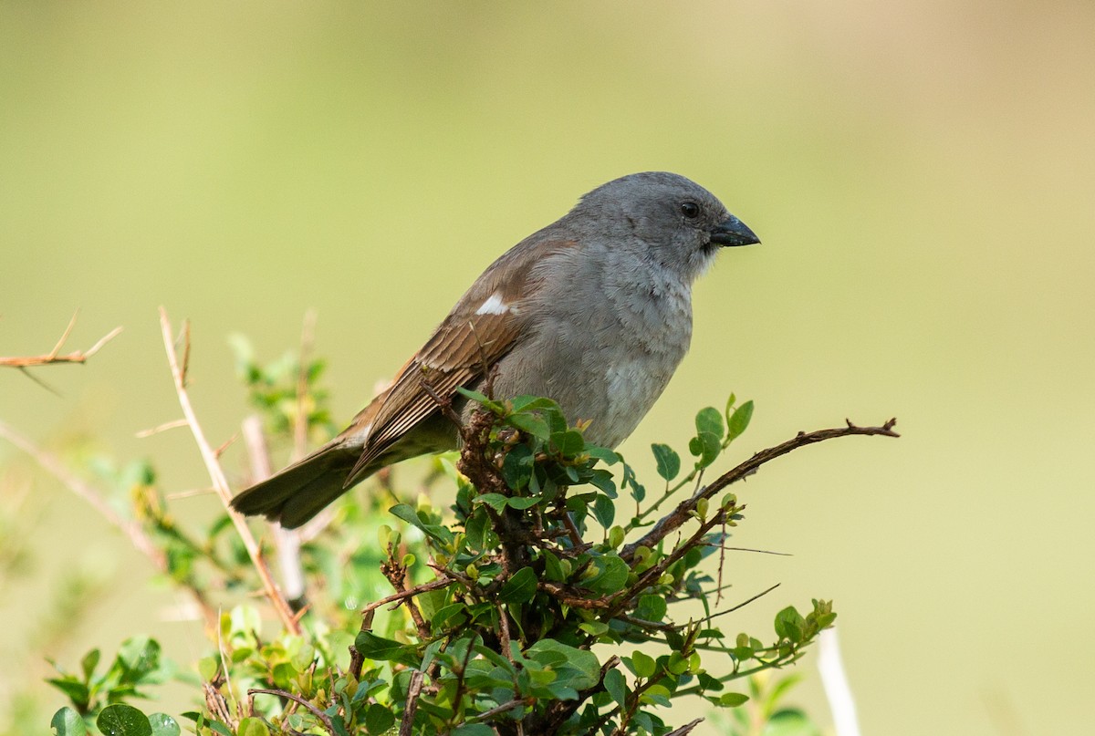 Swahili Sparrow - ML642619539