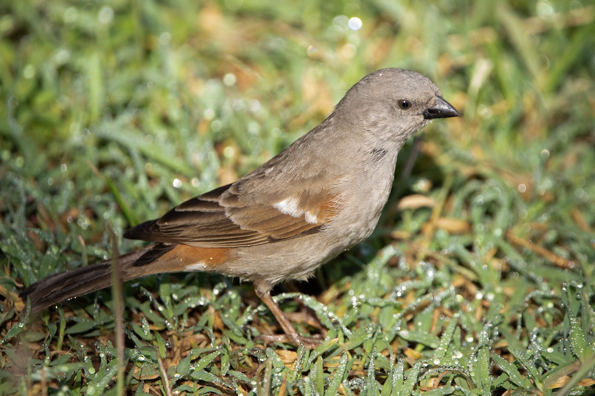 Swahili Sparrow - ML642619540