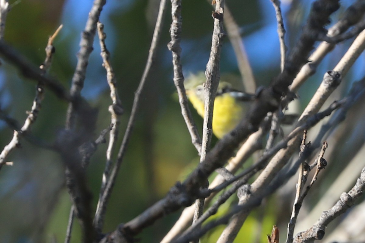Northern Parula - ML642619545
