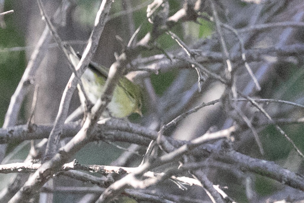 Tennessee Warbler - ML642619552