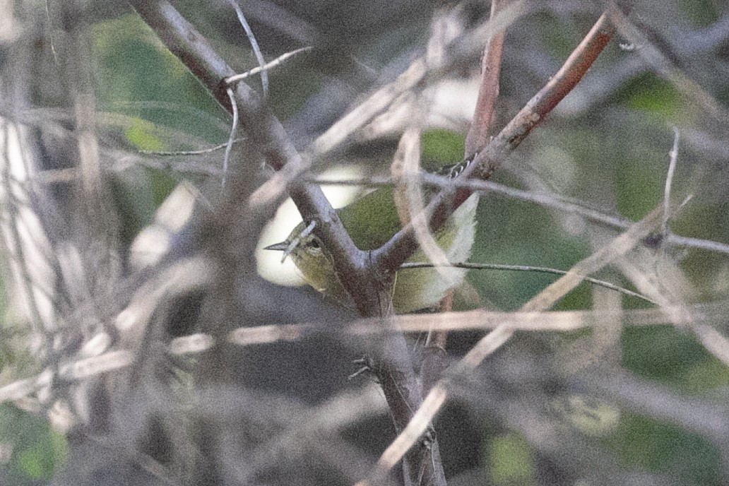 Tennessee Warbler - ML642619553