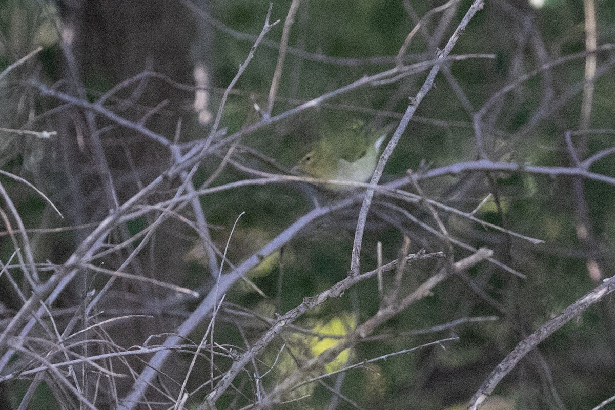 Tennessee Warbler - ML642619554