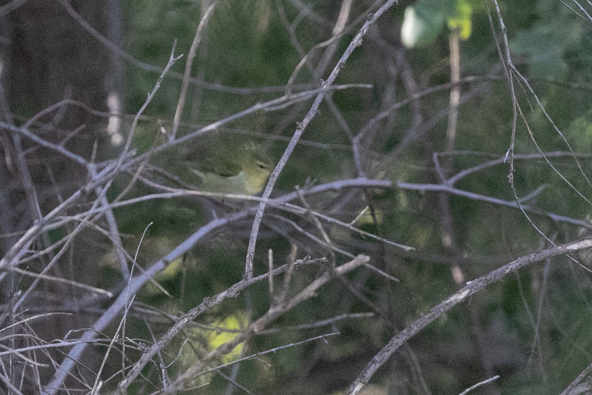 Tennessee Warbler - ML642619555