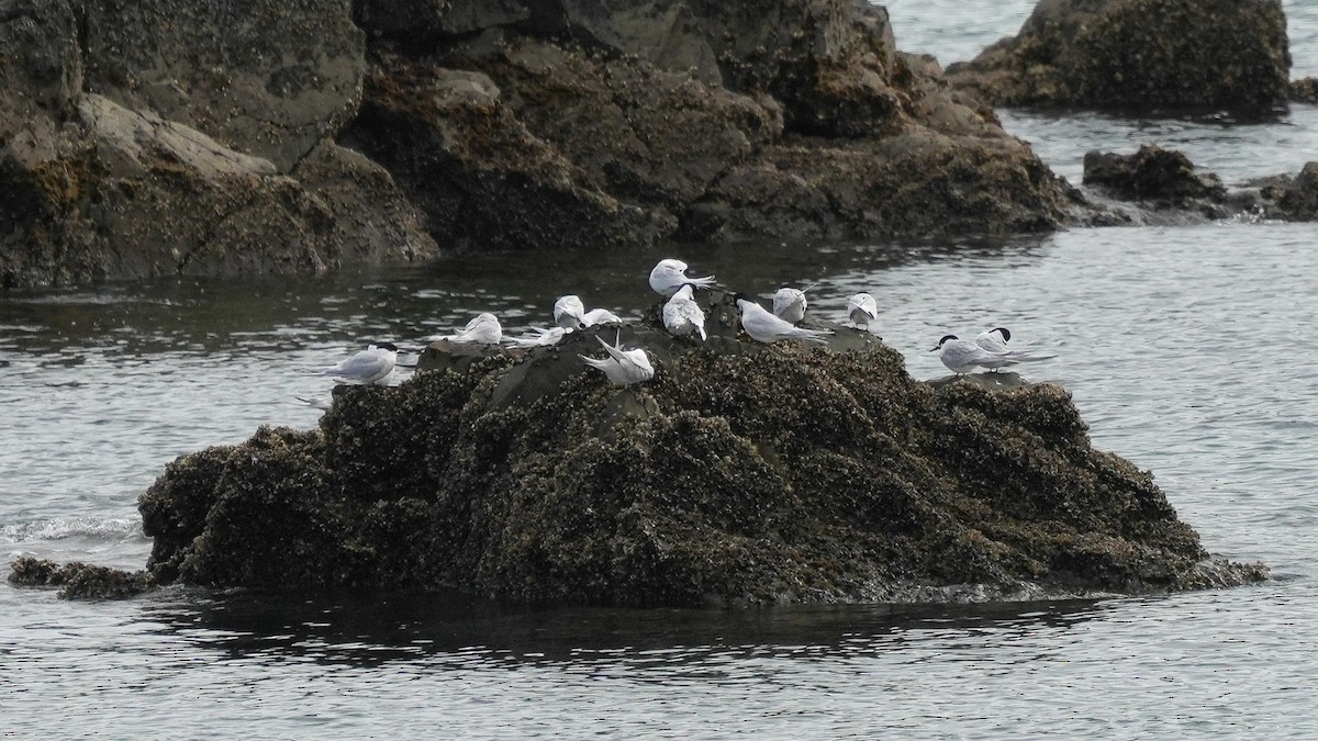 White-fronted Tern - ML642619585