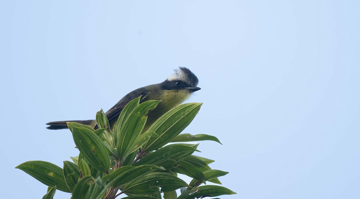 Three-striped Flycatcher - ML642619602