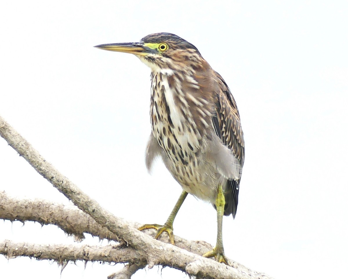 Green Heron - ML642619607