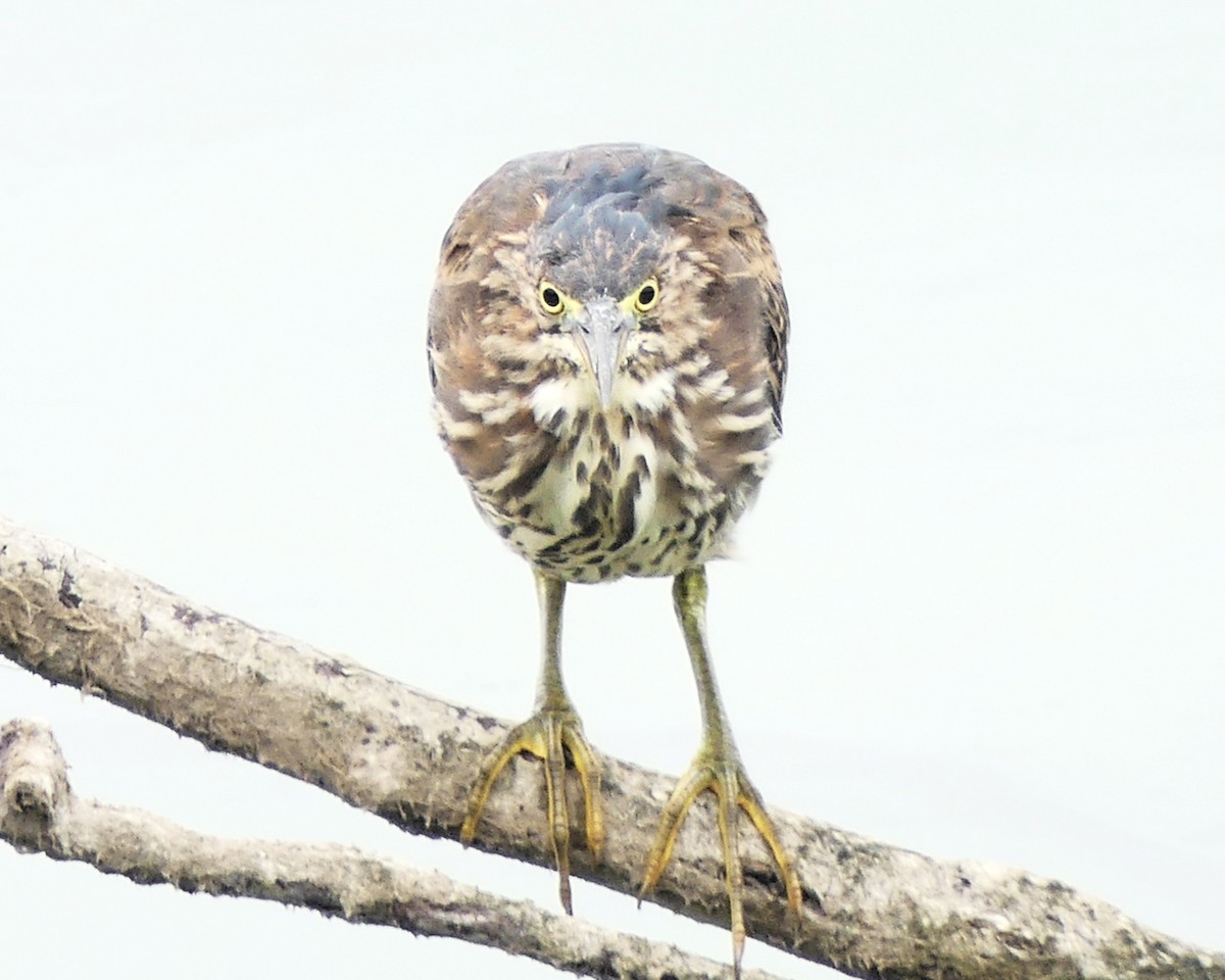 Green Heron - ML642619608