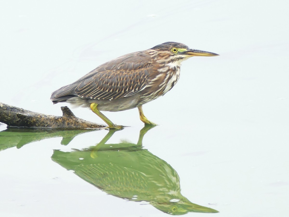 Green Heron - ML642619609