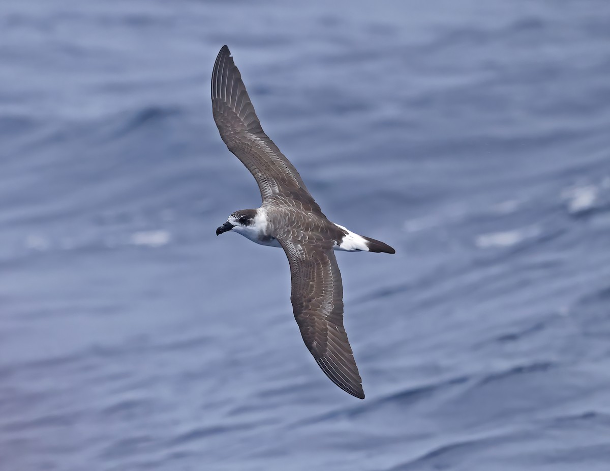 Black-capped Petrel - ML642619614