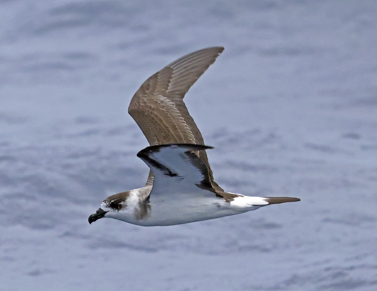 Black-capped Petrel - ML642619616