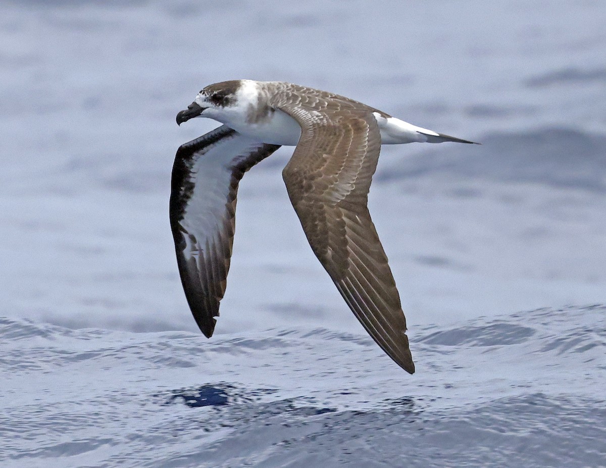 Black-capped Petrel - ML642619617