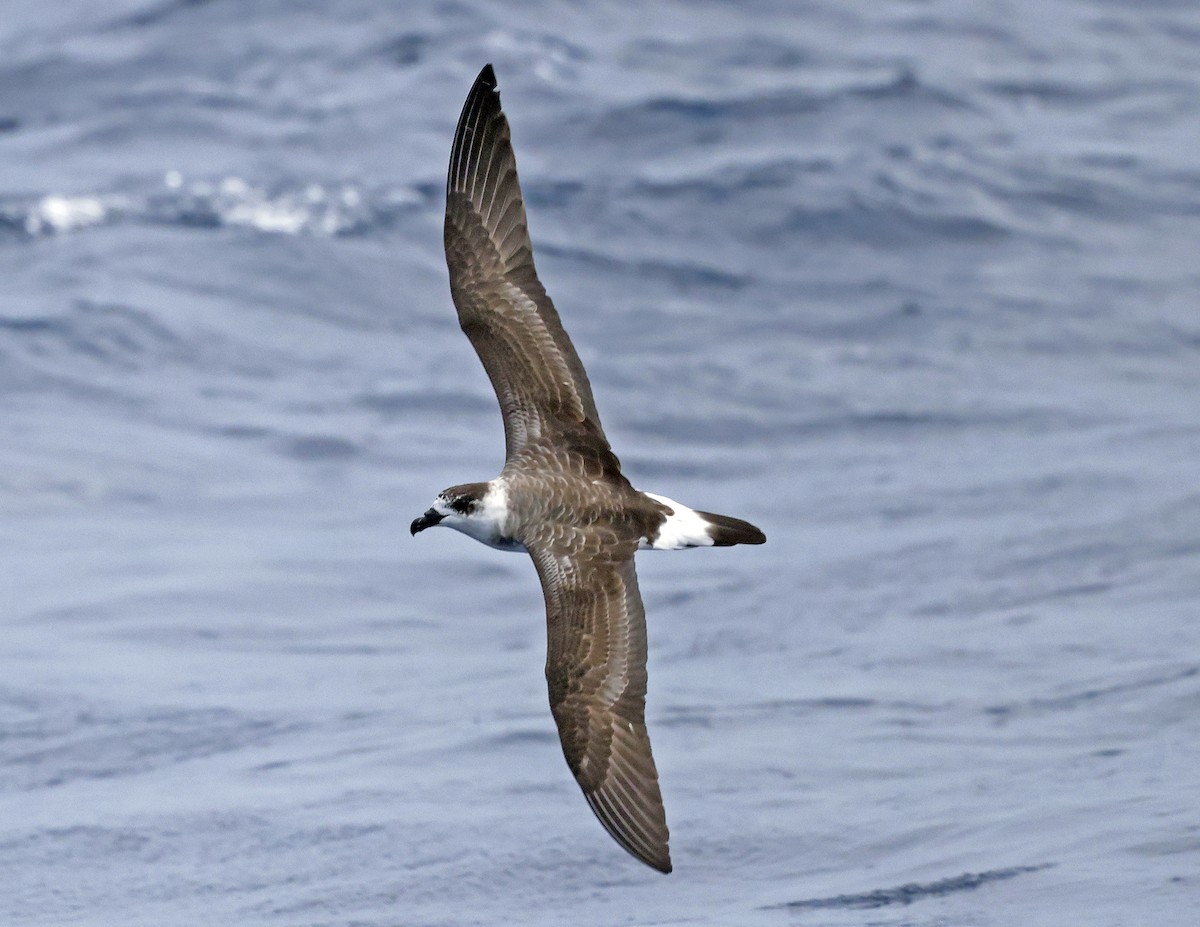 Black-capped Petrel - ML642619618