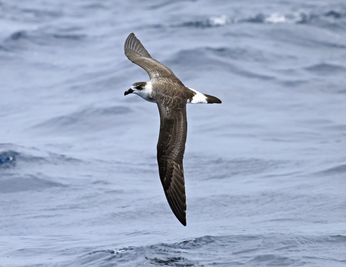 Black-capped Petrel - ML642619619
