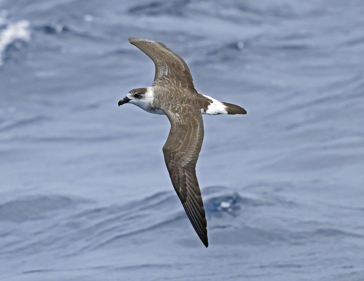 Black-capped Petrel - ML642619620