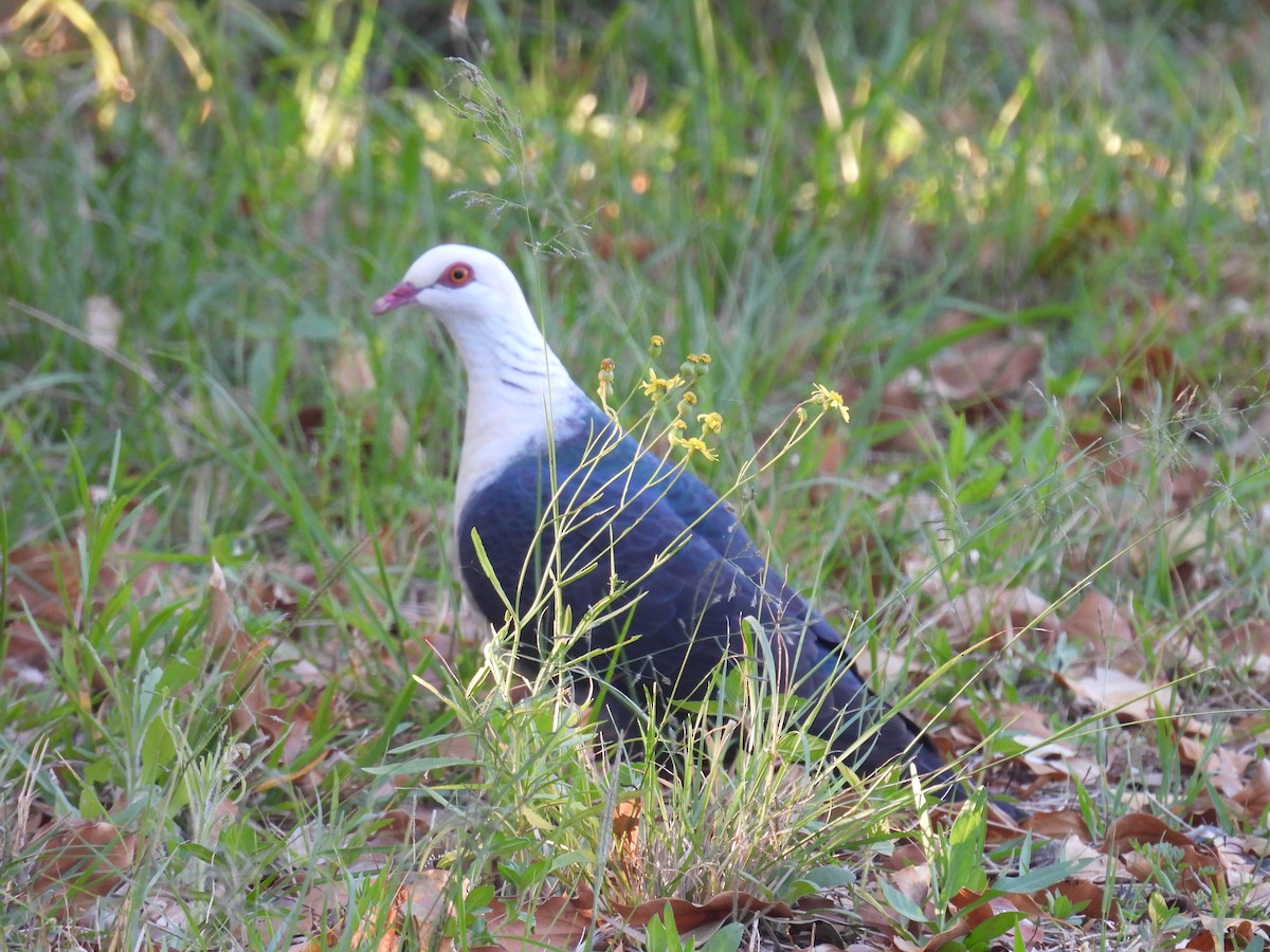 White-headed Pigeon - ML642619622