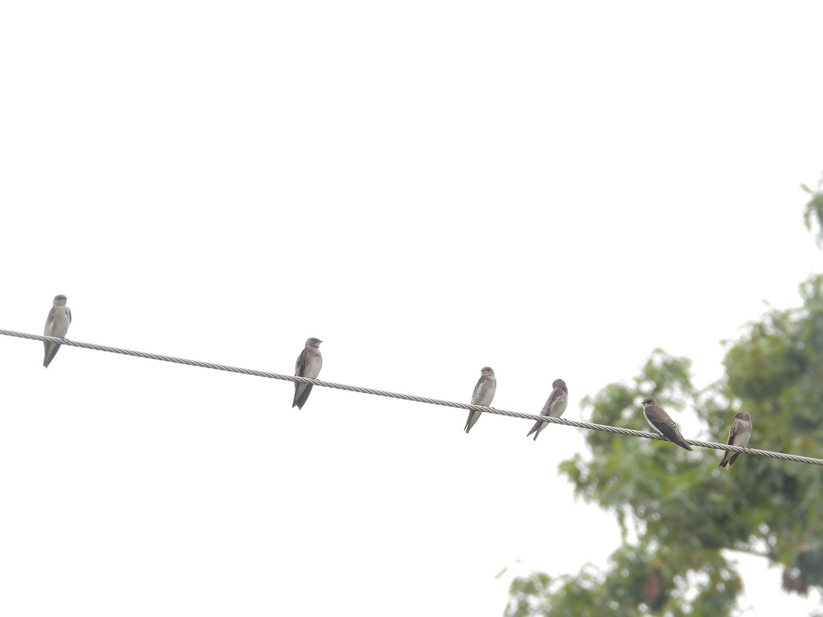 Northern Rough-winged Swallow - ML642619626