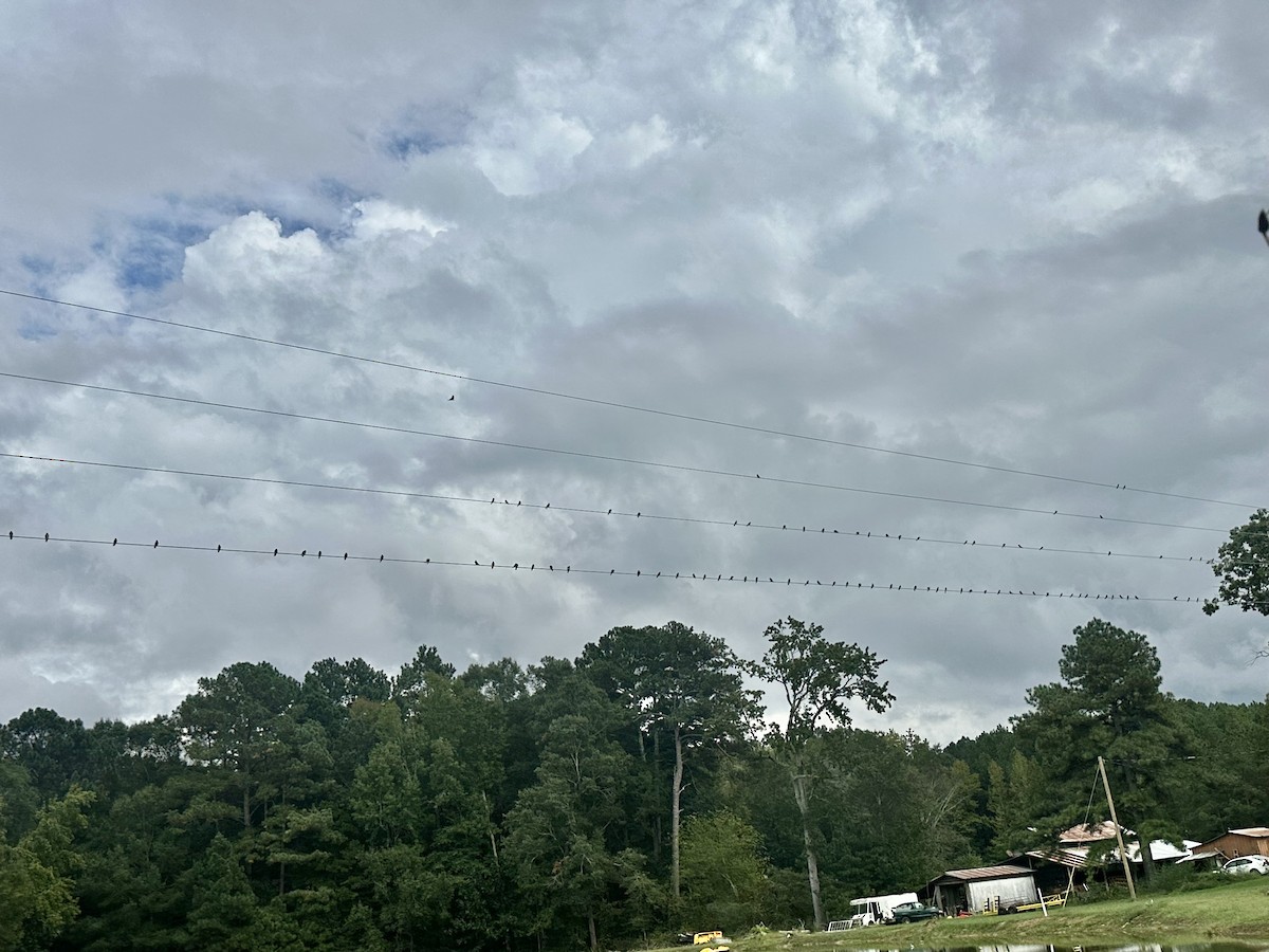 Northern Rough-winged Swallow - ML642619627