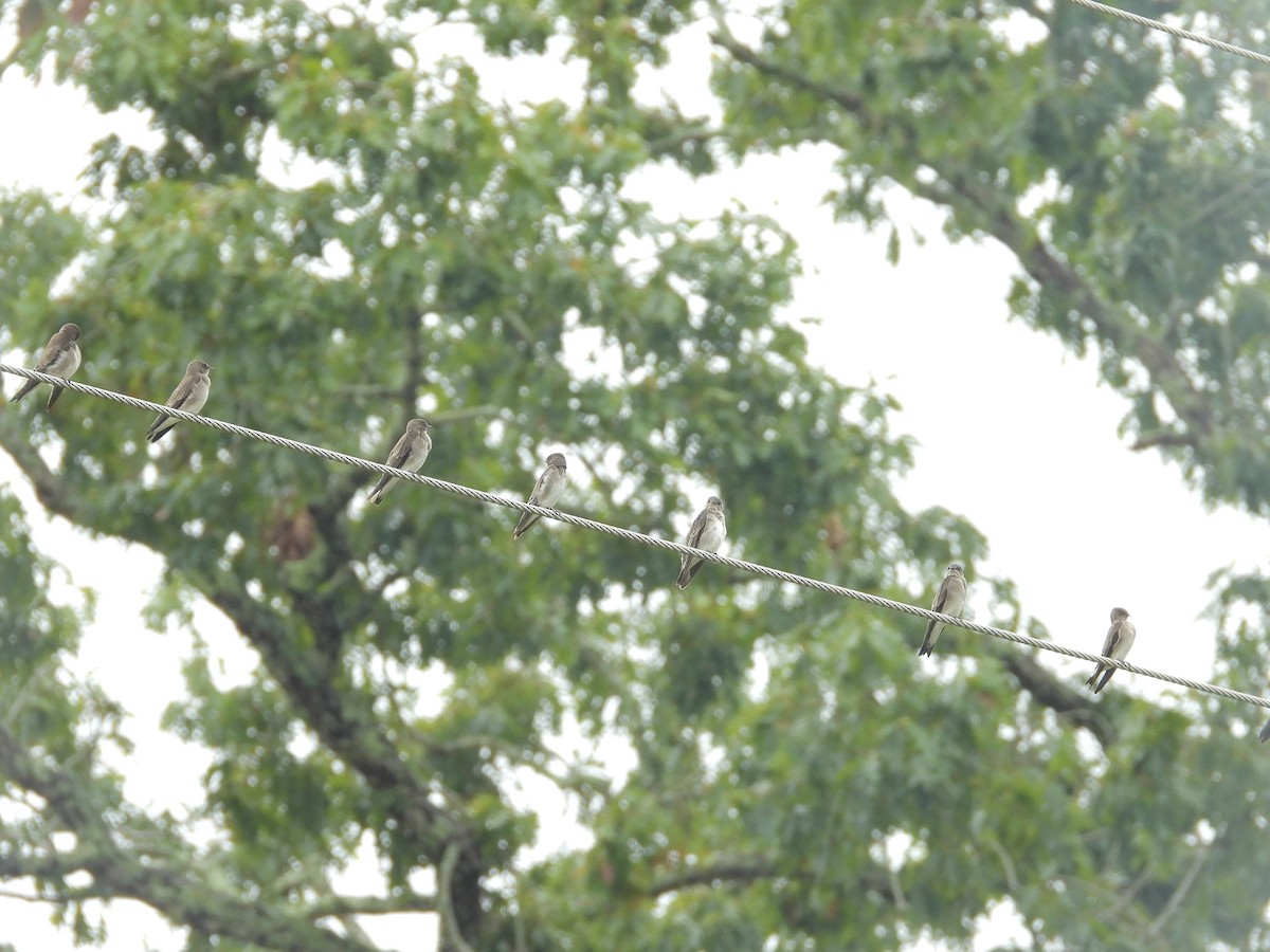 Northern Rough-winged Swallow - ML642619630