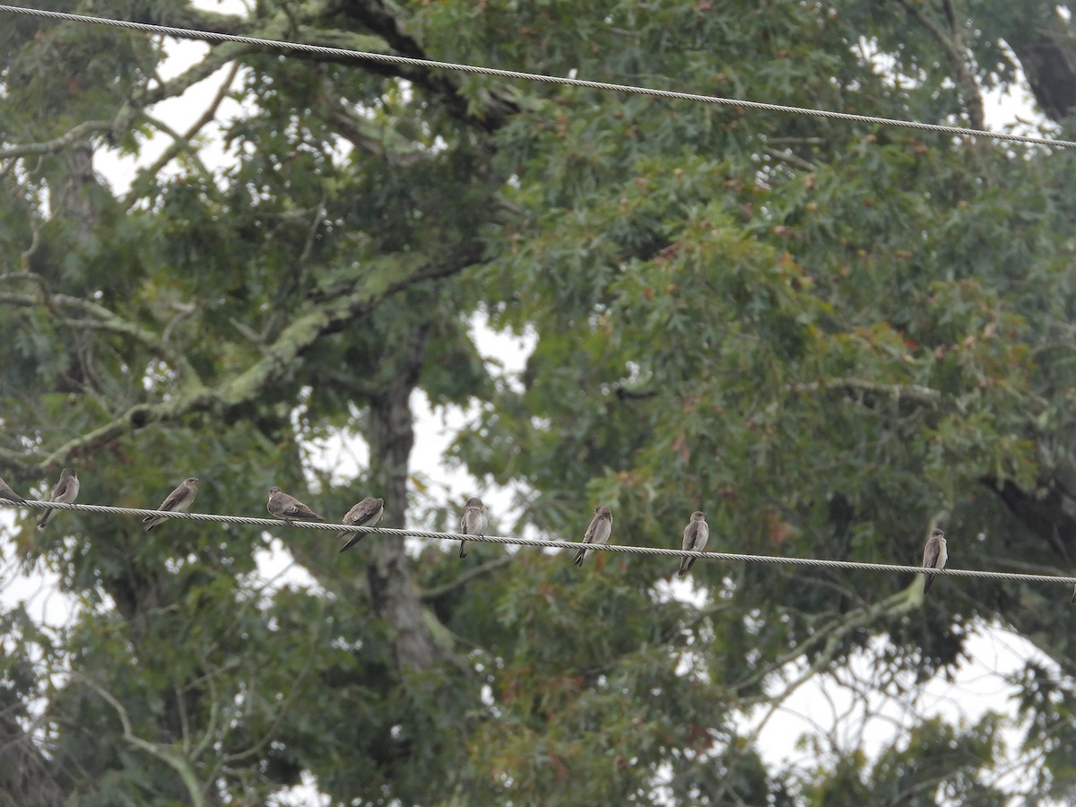 Northern Rough-winged Swallow - ML642619631