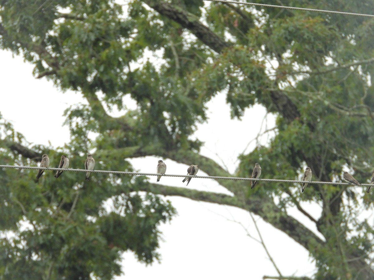 Northern Rough-winged Swallow - ML642619633
