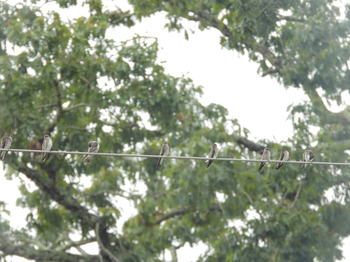 Northern Rough-winged Swallow - ML642619635