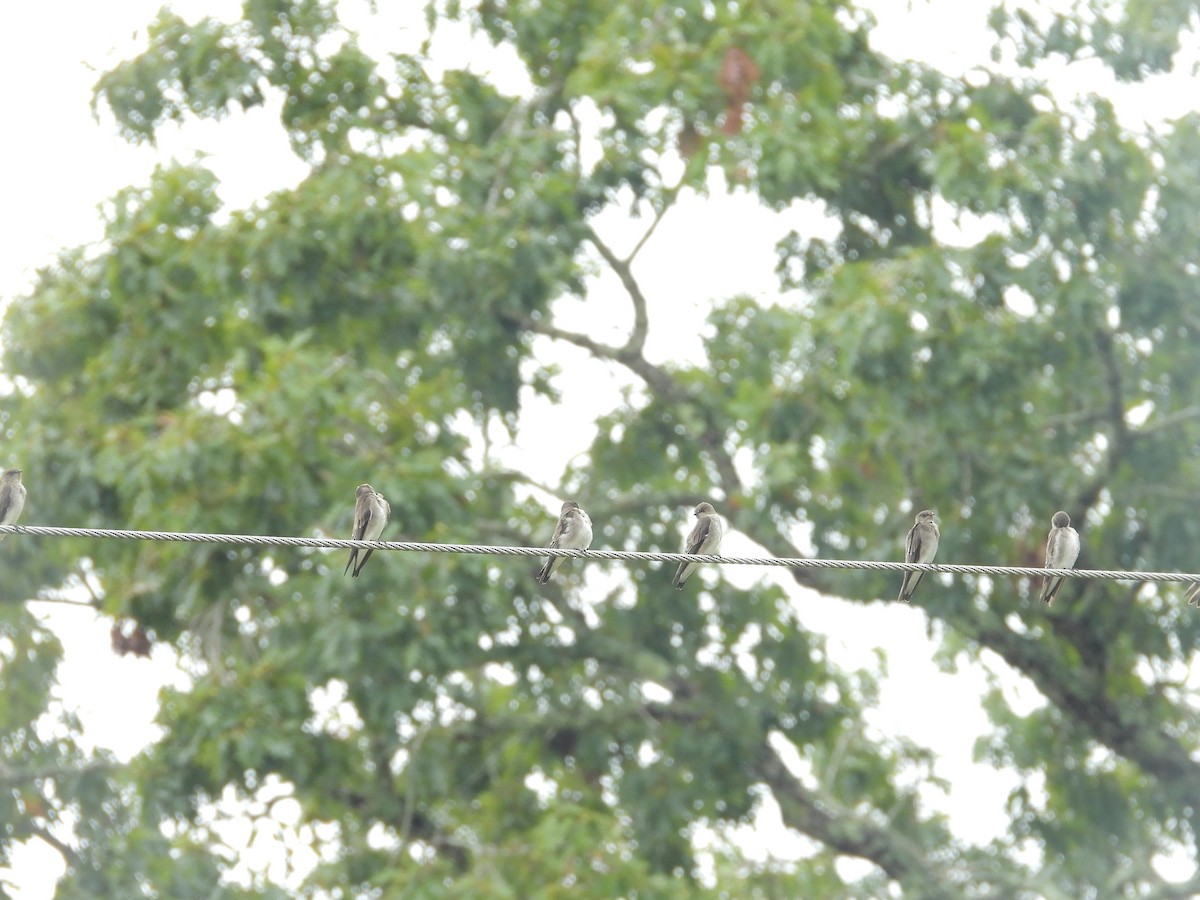 Northern Rough-winged Swallow - ML642619636