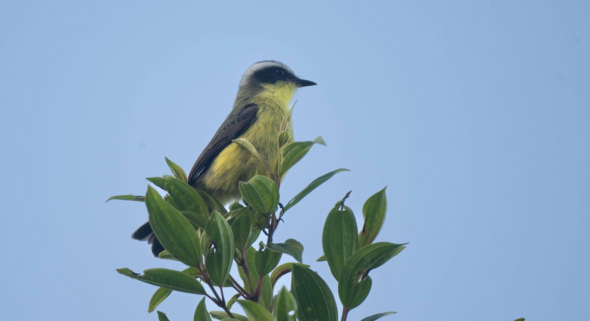 Three-striped Flycatcher - ML642619639