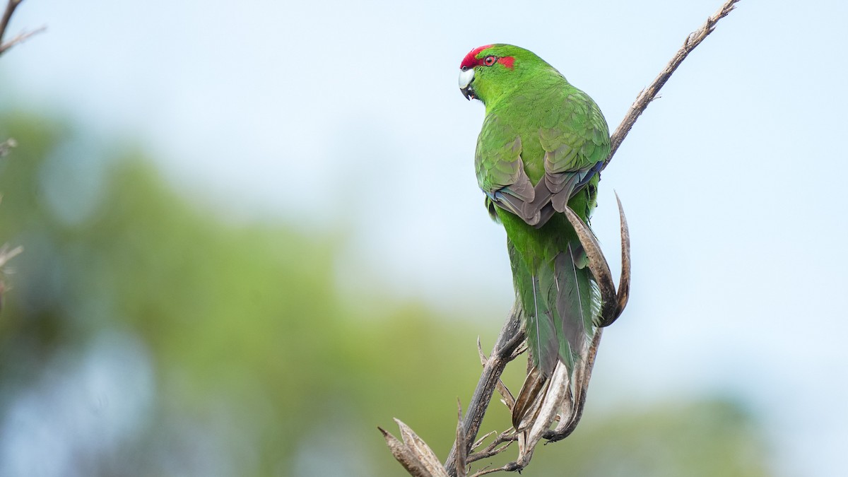 Red-crowned Parakeet - ML642619640
