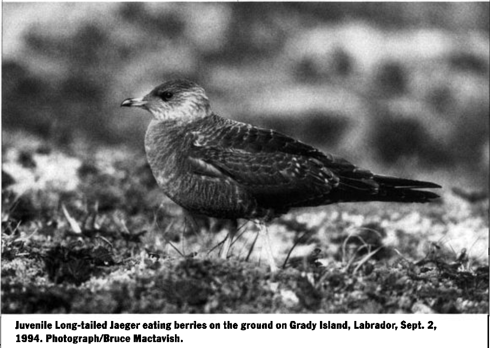 Long-tailed Jaeger - ML642619641