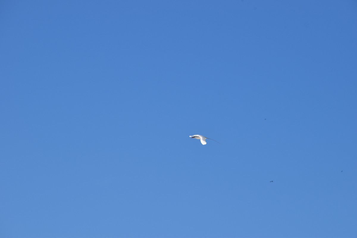 Red-tailed Tropicbird - ML642619642