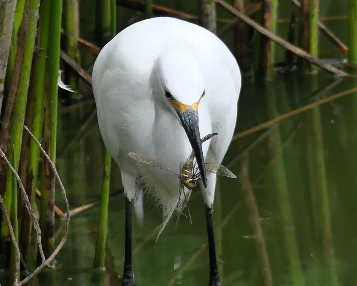 Snowy Egret - ML642619656