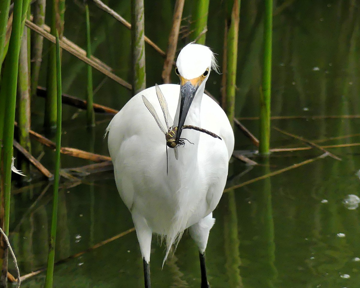 Snowy Egret - ML642619657