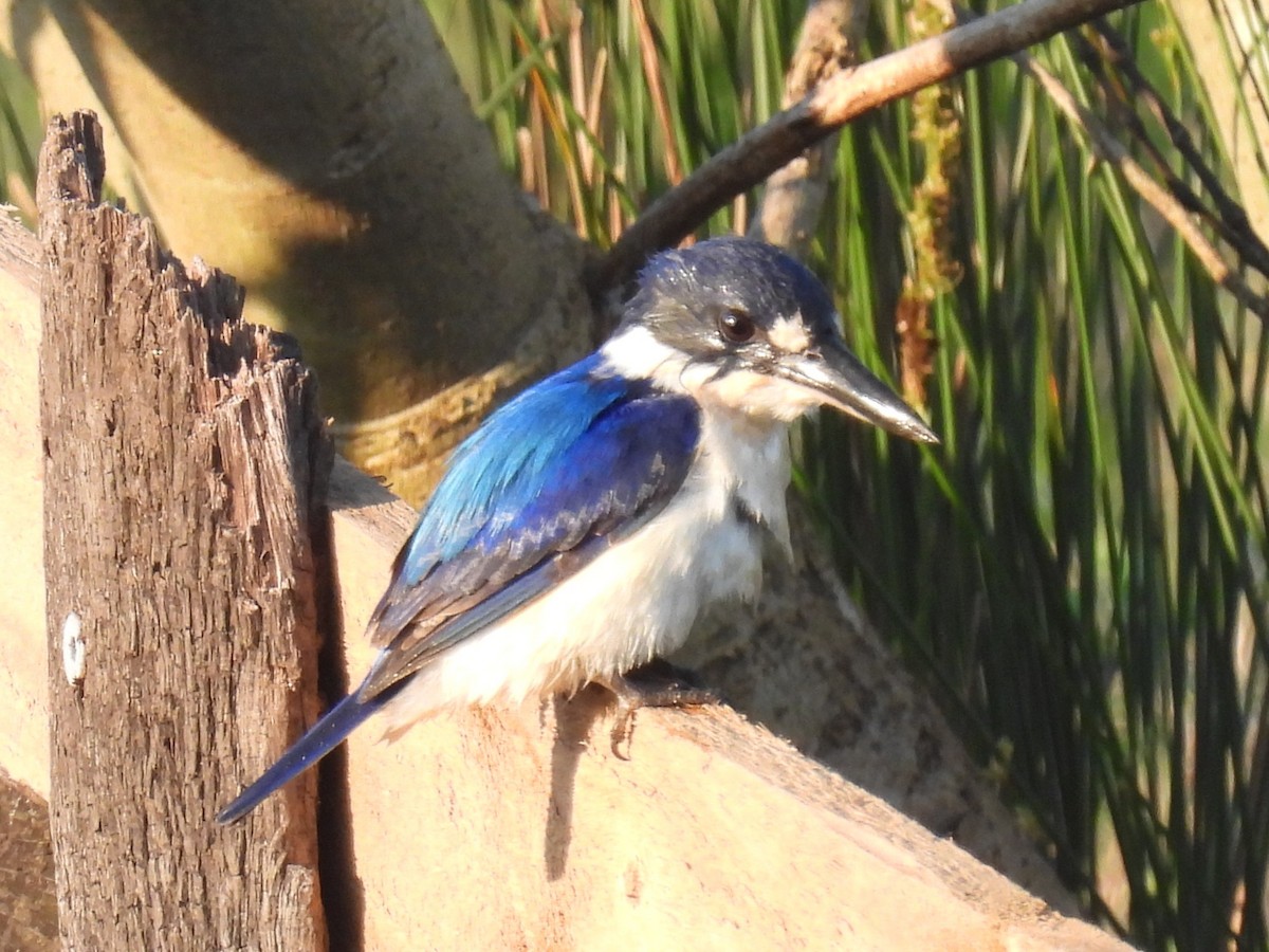 Forest Kingfisher - ML642619659