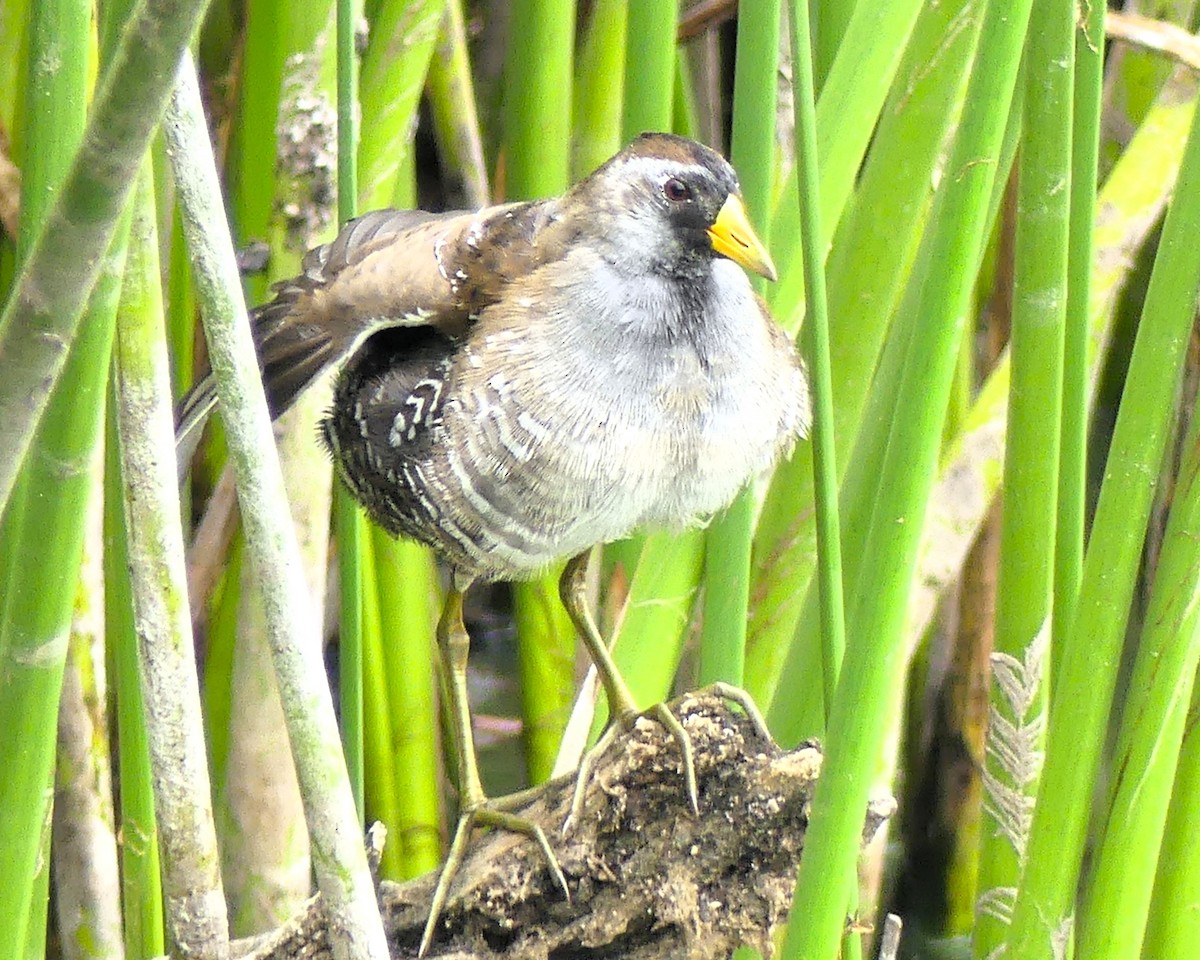 Sora - ML642619669