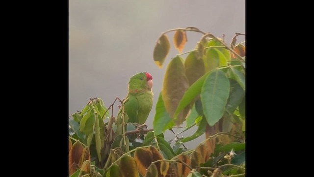 Scarlet-fronted Parakeet - ML642619672