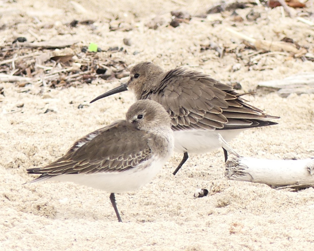 Dunlin - ML642619677