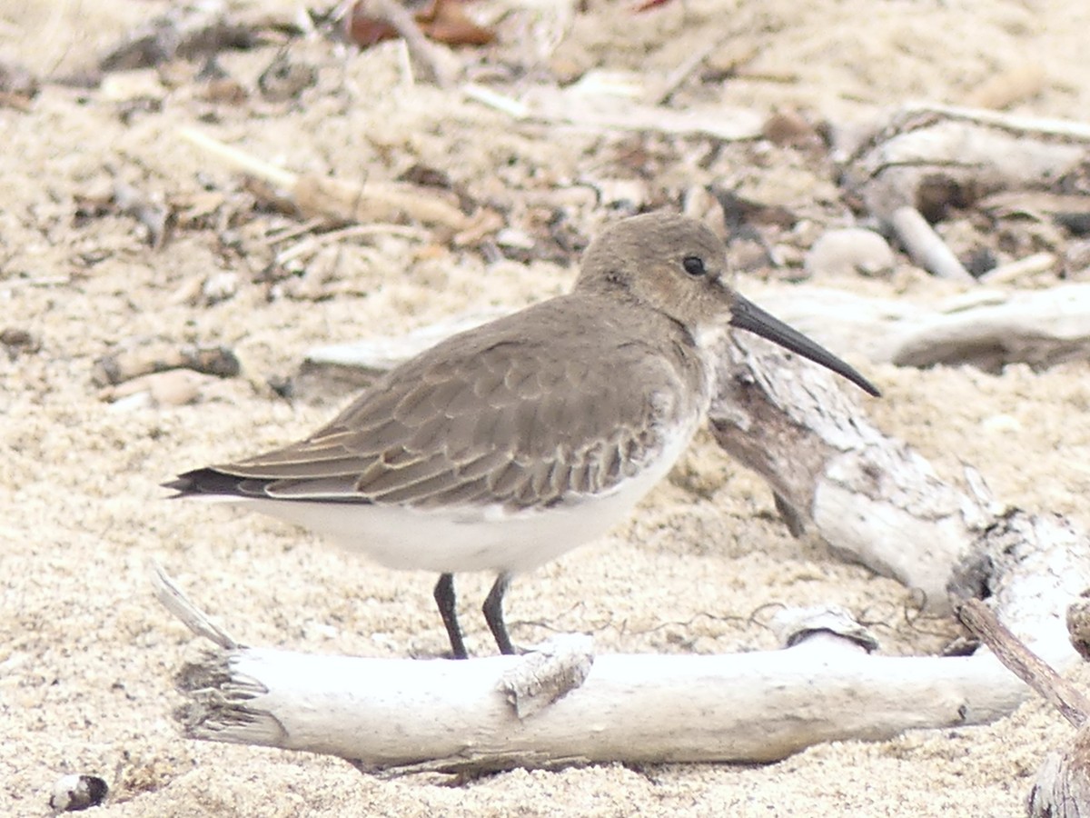 Dunlin - ML642619678