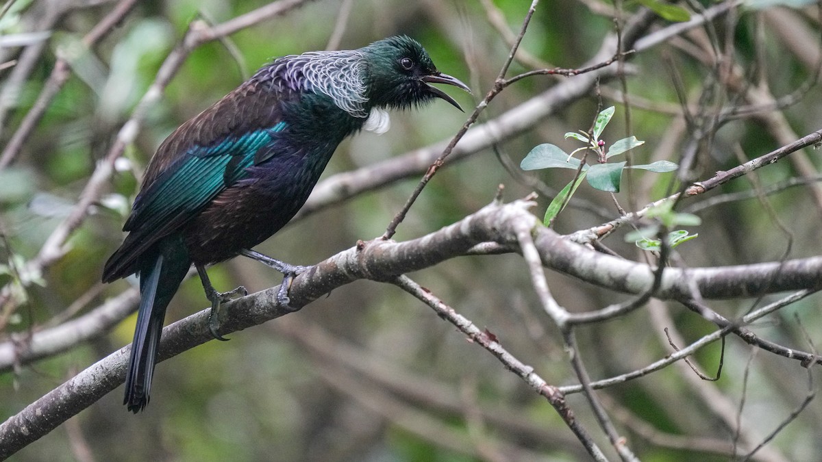 Tui - ML642619682