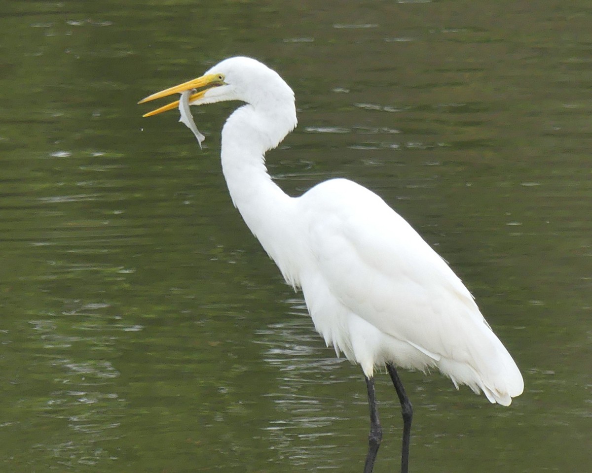 Great Egret - ML642619684
