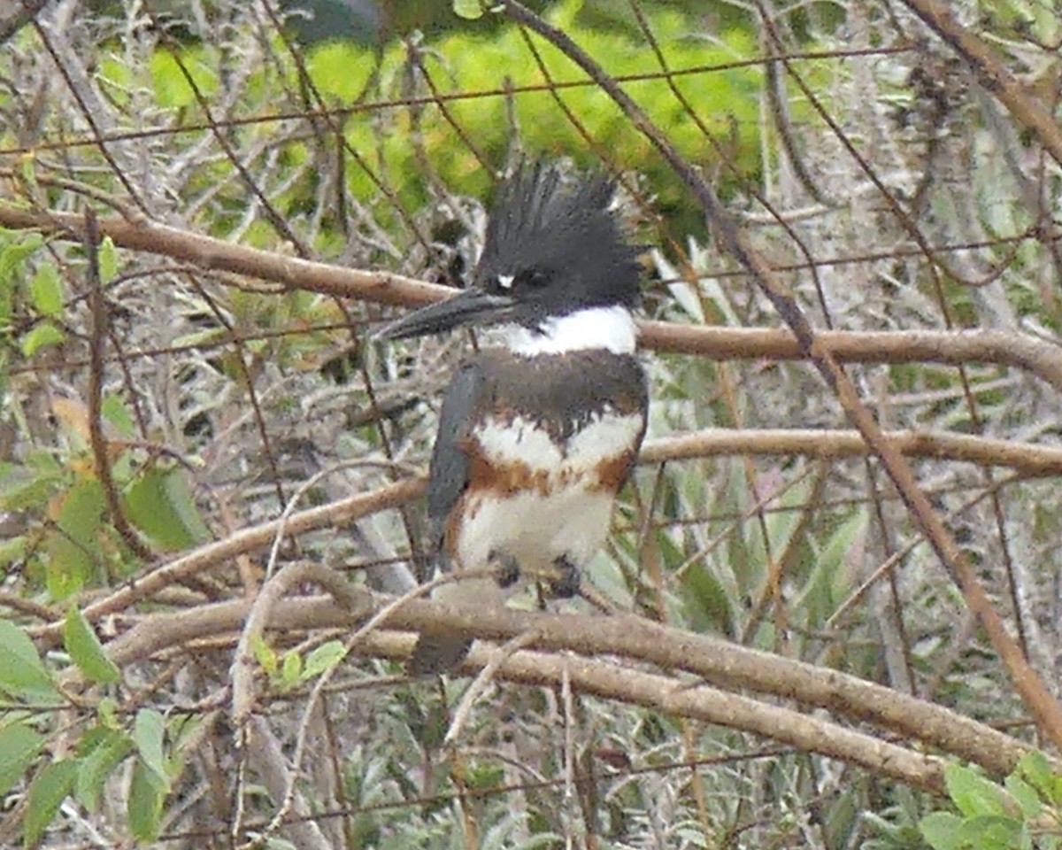 Belted Kingfisher - ML642619700