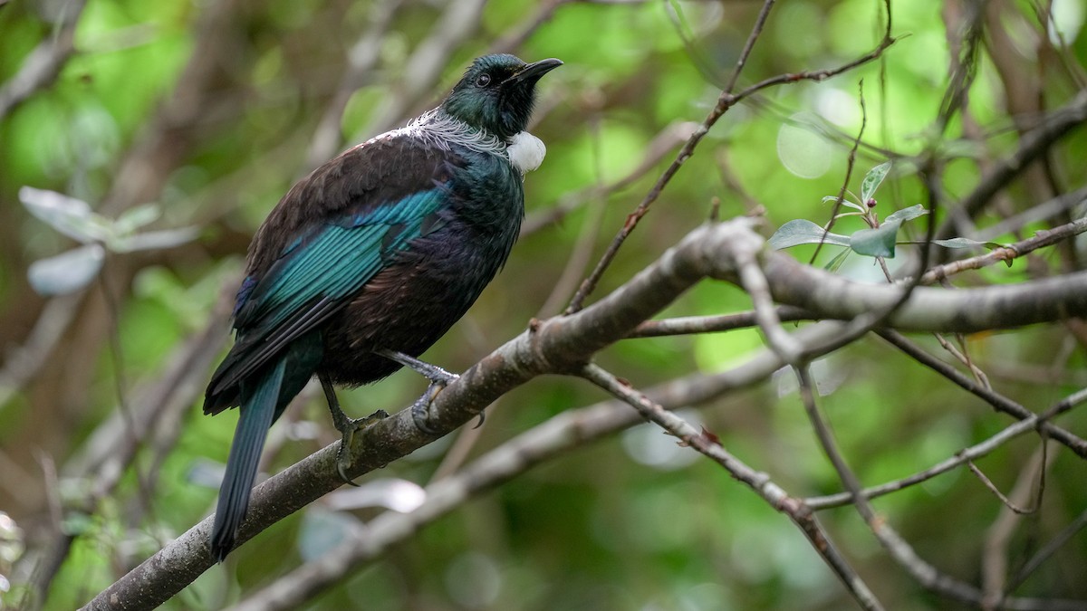 Tui - ML642619706