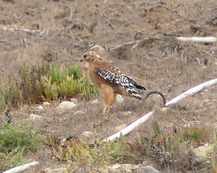 Red-shouldered Hawk - ML642619708