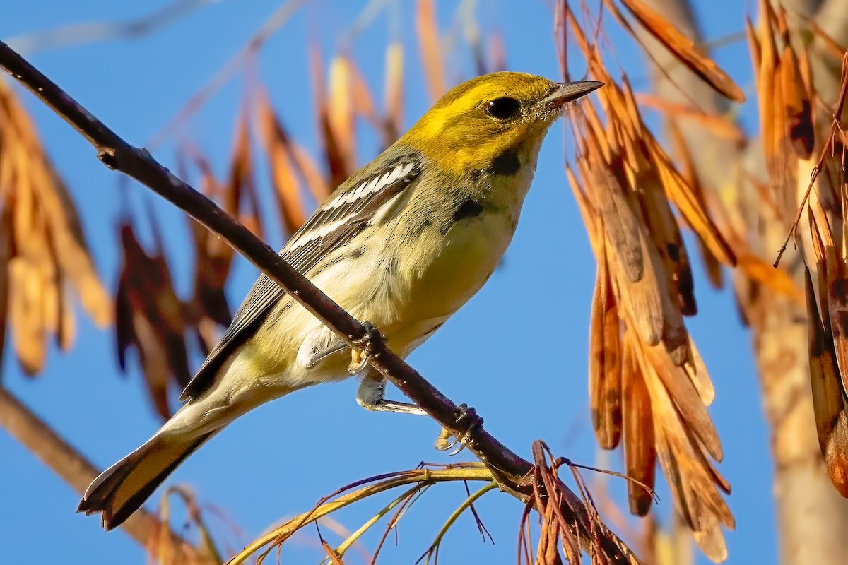 Black-throated Green Warbler - ML642619711