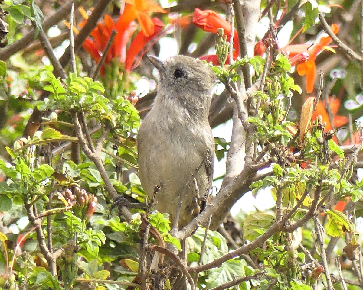 Oak Titmouse - ML642619712