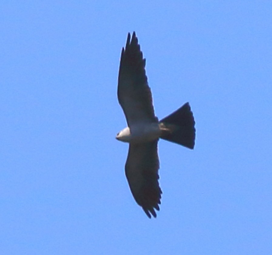 Mississippi Kite - ML642619713