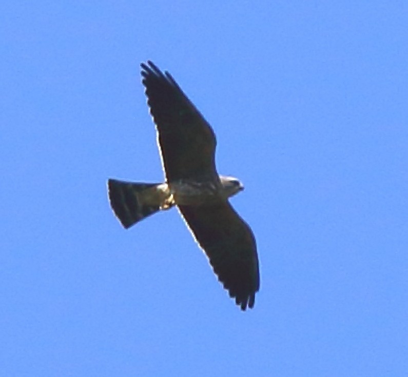 Mississippi Kite - ML642619715